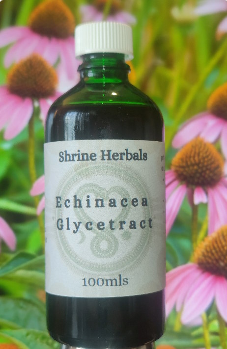 Shrine Herbals Echinacea Purpurea Glycetract. SKU-1002.